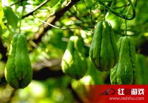 美食娱乐吃瓜,揭秘美食与吃瓜的跨界魅力 第3张 美食娱乐吃瓜,揭秘美食与吃瓜的跨界魅力 第3张