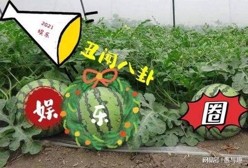 娱乐吃圈瓜,吃瓜群众揭秘幕后真相  第3张