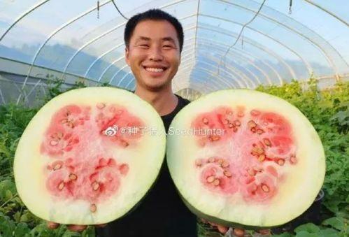 吃猪瓜娱乐,揭秘娱乐圈幕后故事  第2张