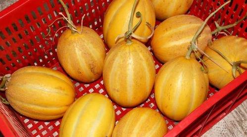 娱乐吃瓜甜,揭秘明星们的甜蜜生活与浪漫故事 第3张 娱乐吃瓜甜,揭秘明星们的甜蜜生活与浪漫故事 第3张