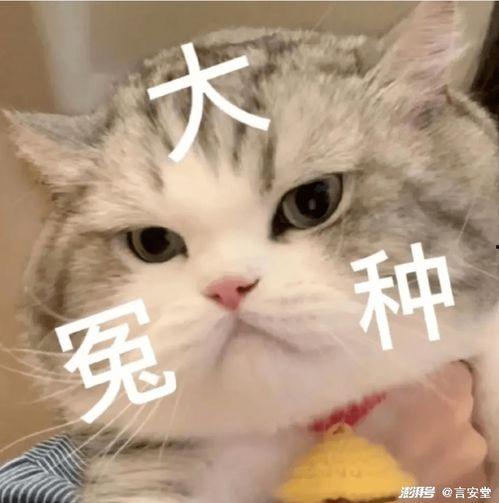 娱乐吃瓜君猫猫,揭秘娱乐圈幕后故事  第2张