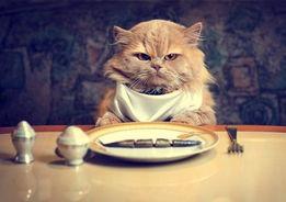 娱乐吃瓜君猫猫,揭秘娱乐圈幕后故事  第3张