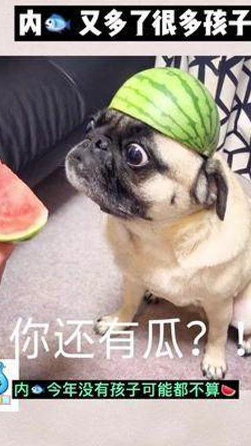 娱乐吃瓜宝宝,揭秘宝宝吃瓜背后的故事 第2张 娱乐吃瓜宝宝,揭秘宝宝吃瓜背后的故事 第2张