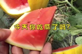 娱乐吃瓜名字  第2张
