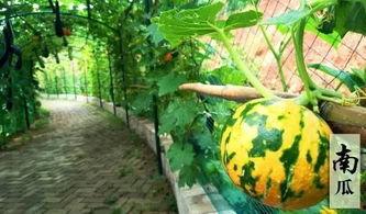 娱乐吃瓜摸鱼,吃瓜、摸鱼与社交新风尚”  第1张