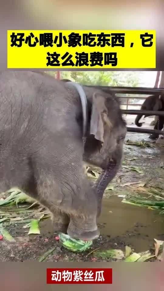 娱乐吃瓜酱小象,东南亚华人娱乐新宠，PDD助力公会崛起  第3张