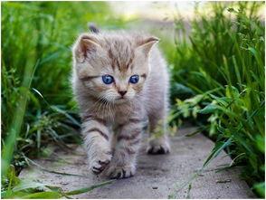 娱乐吃瓜酱猫  第2张