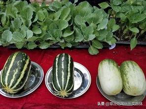 娱乐吃瓜的地方,那些你不知道的“吃瓜”幕后故事  第3张