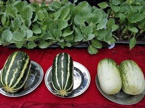 娱乐吃瓜壁纸图片,揭秘吃瓜群众背后的故事  第2张