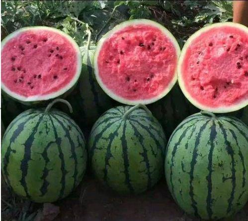 瓜家人在洛杉矶娱乐吃瓜号,瓜家人吃瓜大揭秘  第3张