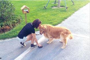 娱乐吃瓜酱遛狗,揭秘明星宠物日常  第2张