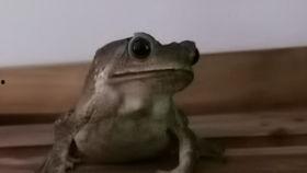 娱乐吃瓜大蛤蟆,揭秘娱乐圈幕后趣闻 第2张 娱乐吃瓜大蛤蟆,揭秘娱乐圈幕后趣闻 第2张