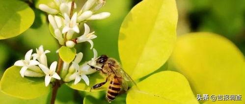 蜜蜂吃瓜娱乐,揭秘甜蜜背后的趣味世界  第1张