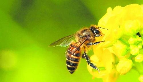 蜜蜂吃瓜娱乐,揭秘甜蜜背后的趣味世界  第3张