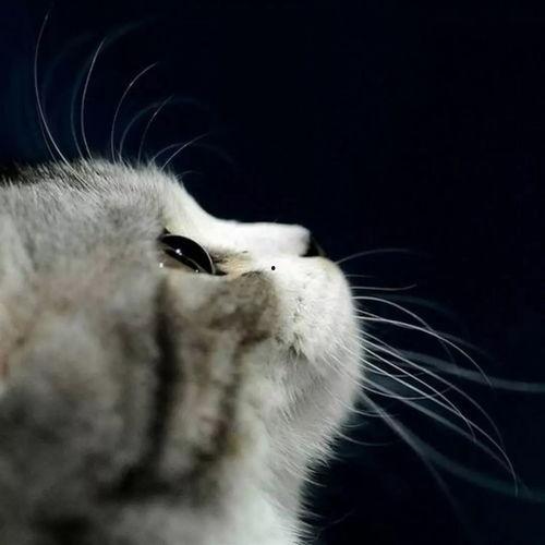 娱乐吃瓜猫金星,娱乐圈的麻辣吃瓜猫，揭秘幕后风云  第1张