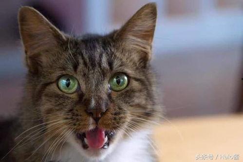 娱乐吃瓜猫金星,娱乐圈的麻辣吃瓜猫，揭秘幕后风云  第2张