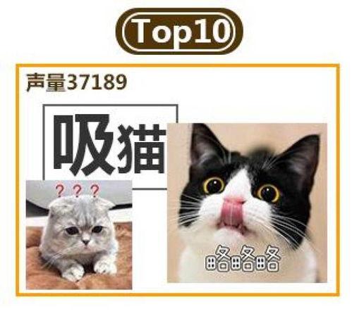 娱乐吃瓜猫金星,娱乐圈的麻辣吃瓜猫，揭秘幕后风云  第3张