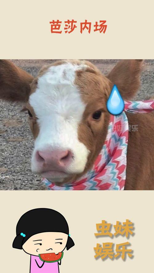 娱乐吃瓜酱猫叫,揭秘娱乐圈那些不为人知的秘密  第2张