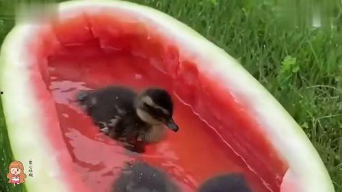 娱乐鸭鸭吃瓜  第3张