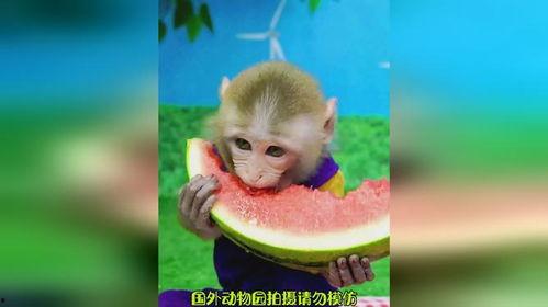 娱乐吃瓜酱猴,揭秘娱乐圈那些不为人知的幕后故事 第3张 娱乐吃瓜酱猴,揭秘娱乐圈那些不为人知的幕后故事 第3张