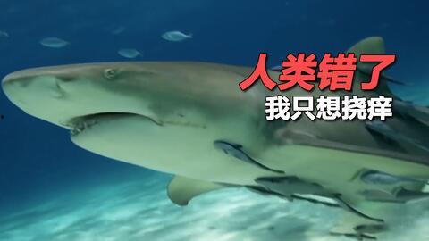 娱乐吃瓜酱鲨鱼,揭秘娱乐圈那些不为人知的幕后故事  第2张