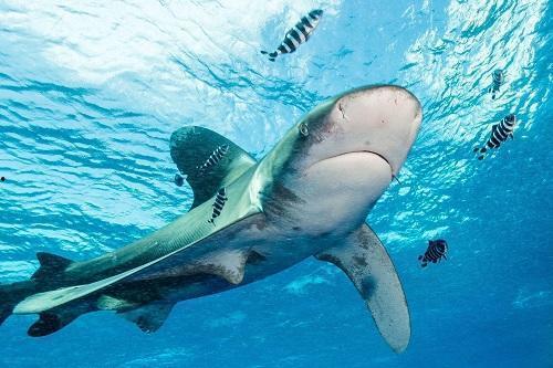 娱乐吃瓜酱鲨鱼,揭秘娱乐圈那些不为人知的幕后故事  第3张