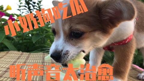 狗狗娱乐吃瓜酱,揭秘宠物界的趣味生活  第3张