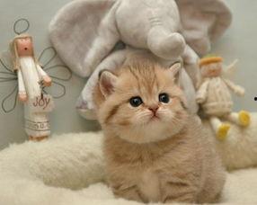 吃瓜娱乐绿茶猫,揭秘娱乐圈背后的秘密  第3张