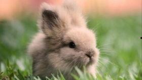 吃瓜娱乐兔子,揭秘娱乐圈幕后趣闻 第1张 吃瓜娱乐兔子,揭秘娱乐圈幕后趣闻 第1张