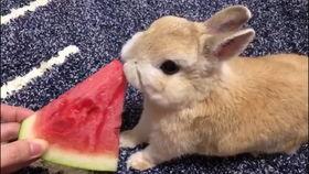 吃瓜娱乐兔子,揭秘娱乐圈幕后趣闻 第2张 吃瓜娱乐兔子,揭秘娱乐圈幕后趣闻 第2张