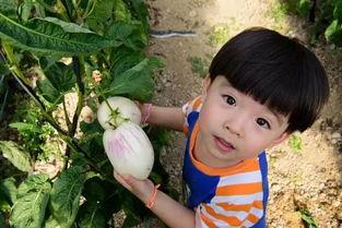 娱乐小瓜咔嚓吃,揭秘娱乐圈的美食诱惑  第3张