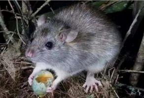 娱乐吃瓜酱灭鼠,揭秘灭鼠背后的趣味故事  第2张