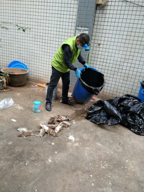 娱乐吃瓜酱灭鼠,揭秘灭鼠背后的趣味故事  第3张