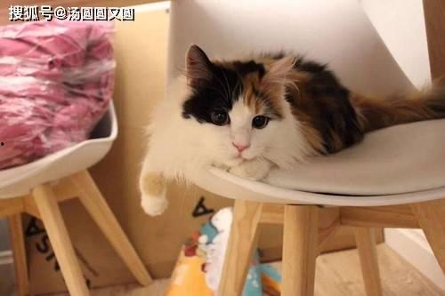 三花猫的两个老公娱乐吃瓜酱,两个老公的娱乐吃瓜日常  第1张