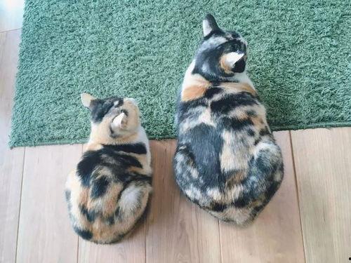 三花猫的两个老公娱乐吃瓜酱,两个老公的娱乐吃瓜日常  第2张