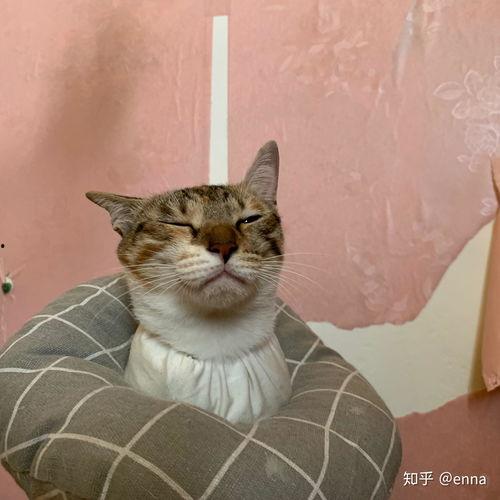 三花猫的两个老公娱乐吃瓜酱,两个老公的娱乐吃瓜日常  第3张