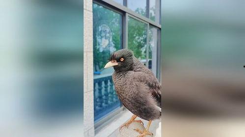 娱乐吃瓜小八哥是谁啊小说,揭秘网络小说中的神秘角色 第2张 娱乐吃瓜小八哥是谁啊小说,揭秘网络小说中的神秘角色 第2张