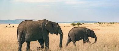 娱乐吃瓜君大象,大象背后的故事与真相  第2张