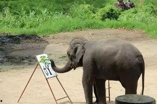 娱乐吃瓜君大象,大象背后的故事与真相  第3张