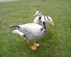 娱乐吃瓜鸭,吃瓜鸭带你探秘明星幕后故事 第2张 娱乐吃瓜鸭,吃瓜鸭带你探秘明星幕后故事 第2张