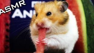 娱乐吃瓜酱仓鼠,揭秘娱乐圈背后的趣味故事  第2张