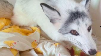 娱乐吃瓜丫狐狸,揭秘丫狐狸背后的故事 第3张 娱乐吃瓜丫狐狸,揭秘丫狐狸背后的故事 第3张