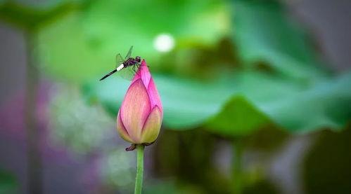 小池娱乐吃瓜,揭秘娱乐圈最新吃瓜事件  第1张