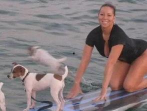 娱乐吃瓜君狗狗,揭秘娱乐圈宠物的趣味生活  第1张