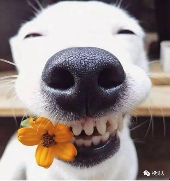 娱乐吃瓜君狗狗,揭秘娱乐圈宠物的趣味生活  第2张