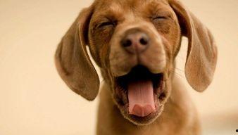 娱乐吃瓜君狗狗,揭秘娱乐圈宠物的趣味生活  第3张