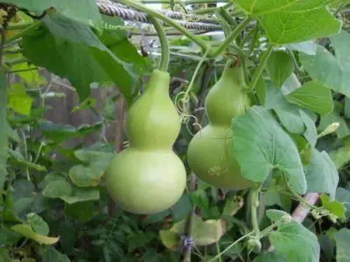 娱乐吃瓜酱葫芦,揭秘娱乐圈那些不为人知的幕后故事  第3张