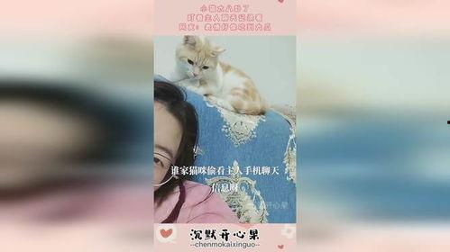 娱乐猫吃瓜记,揭秘娱乐圈幕后风云  第2张