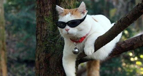 娱乐猫吃瓜记,揭秘娱乐圈幕后风云  第3张