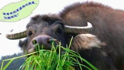 娱乐吃瓜酱牛,揭秘娱乐圈那些不为人知的幕后故事  第3张